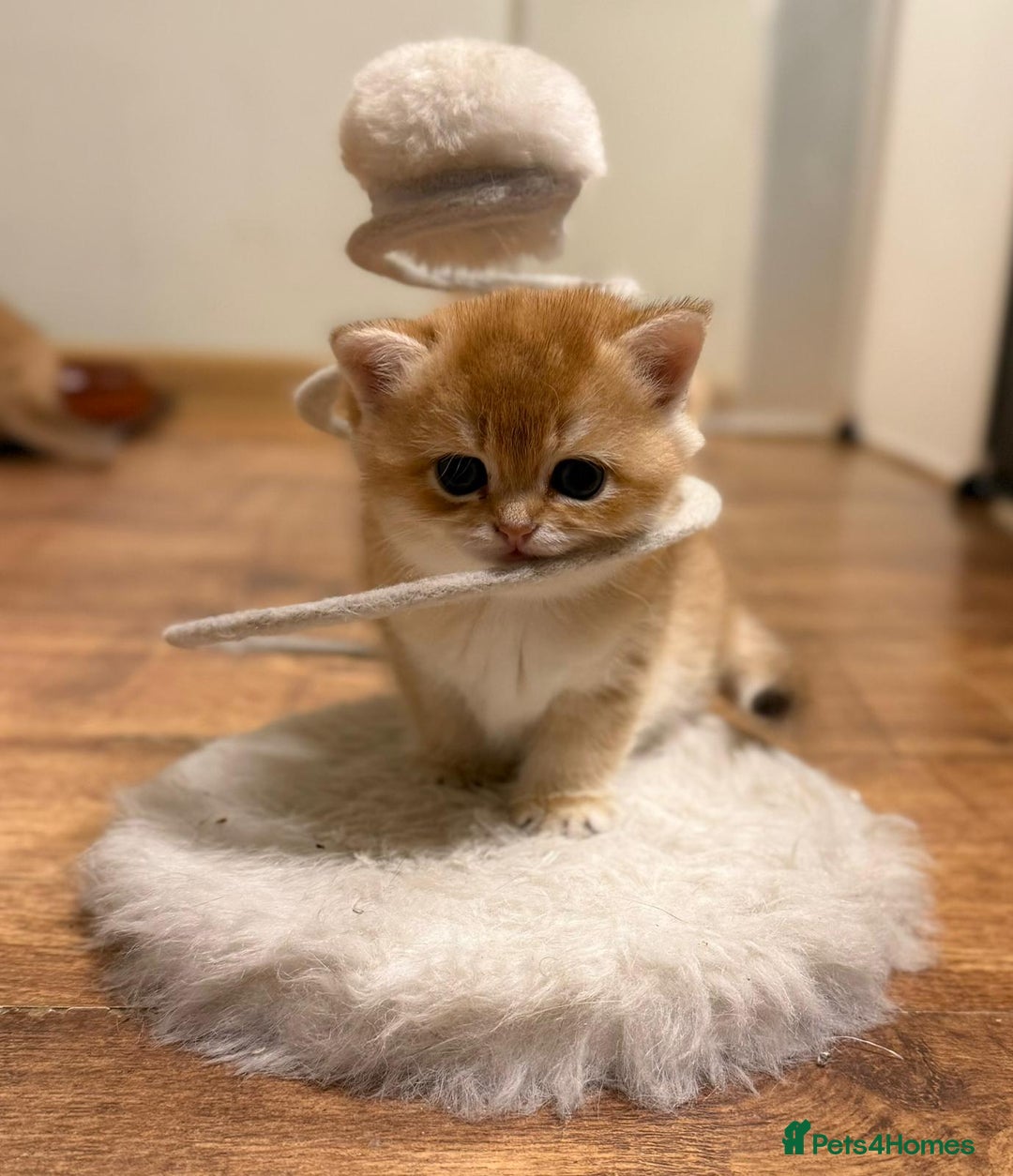 British Shorthair cats for stud: TICA GOLDEN BOY FOR STUD FROM CHAMPIONS 👑  in Wolverhampton - Advert 4