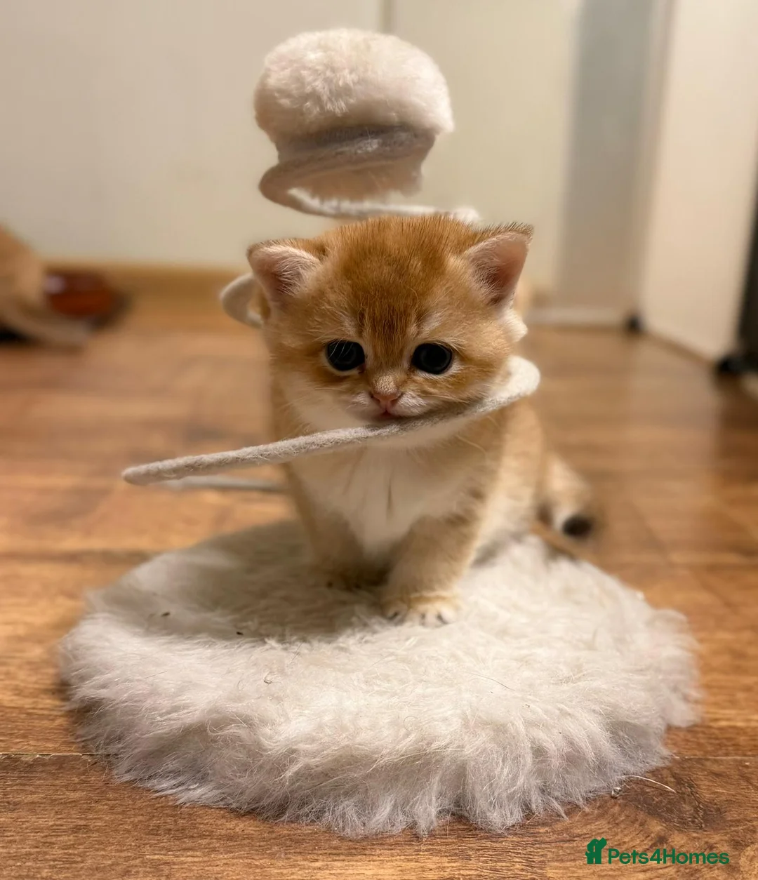 British Shorthair cats for stud: GCCF & TICA GOLDEN NY11 STUD FROM CHAMPIONS 👑  in Wolverhampton - Advert 4