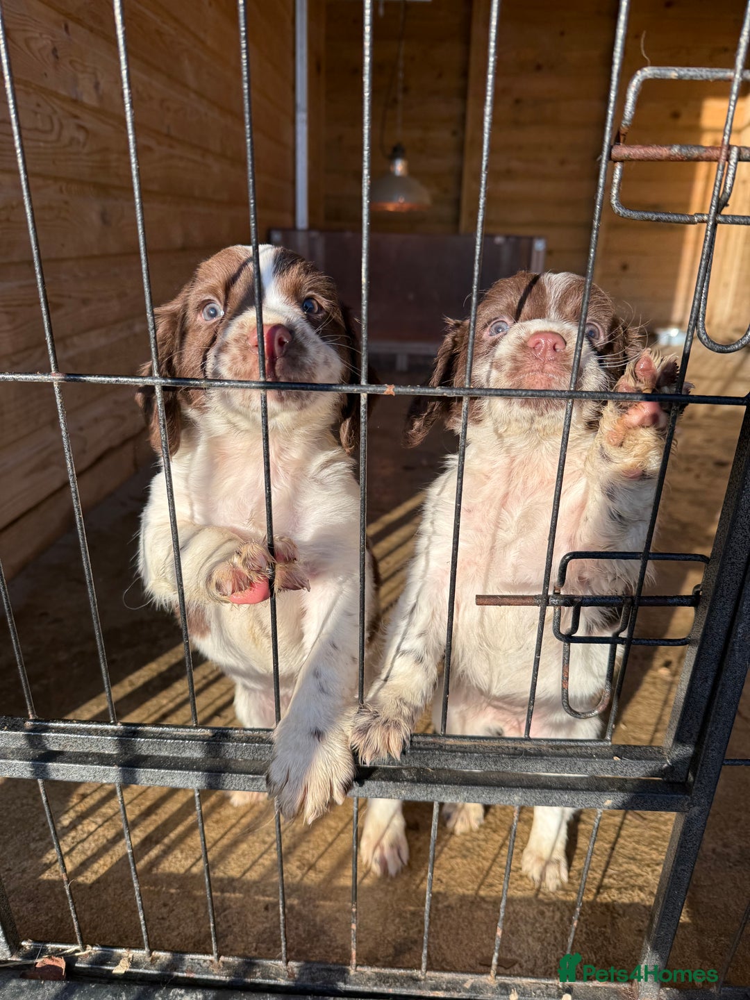 English Springer Spaniel dogs for sale: English Springer Spaniels  - Advert 6