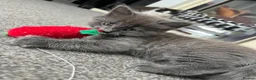Mixed Breed cats for sale: Russian blue mixed breed kittens  - Advert 4