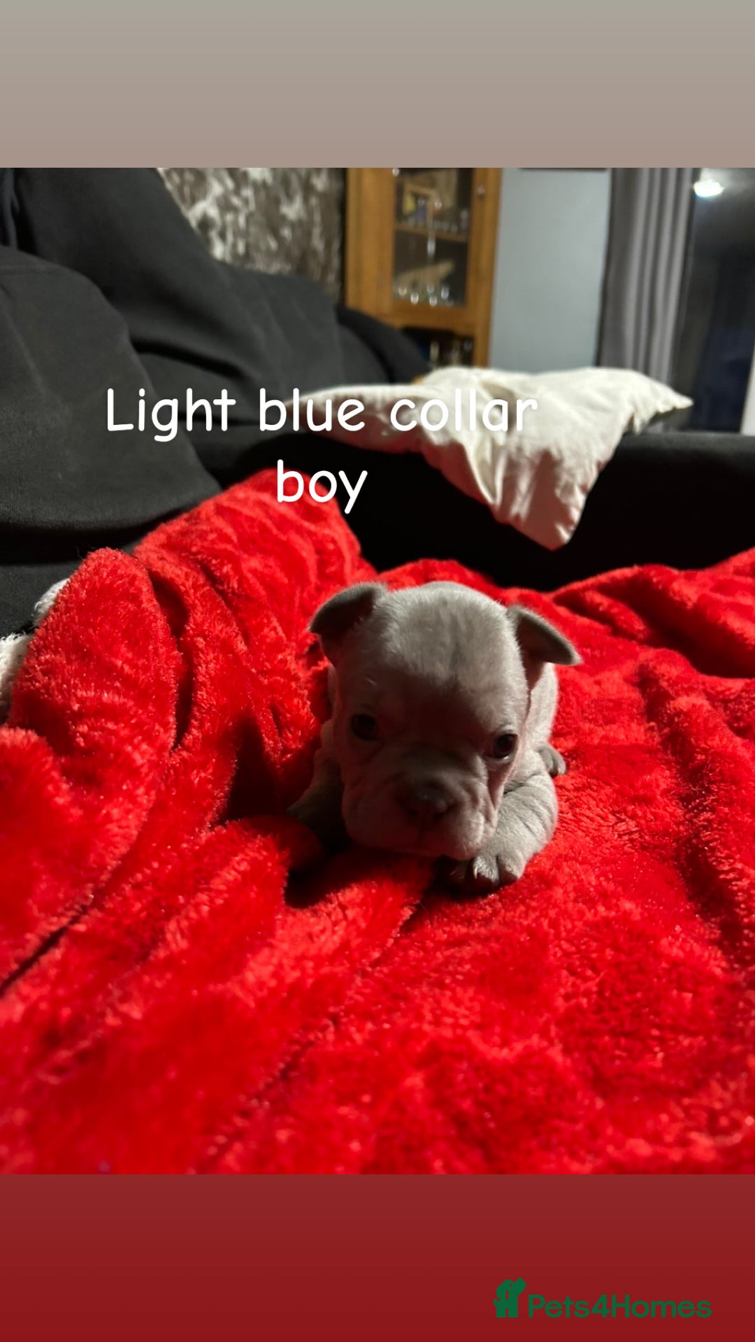 French Bulldog dogs for sale: Pure breed french bulldog  - Advert 5