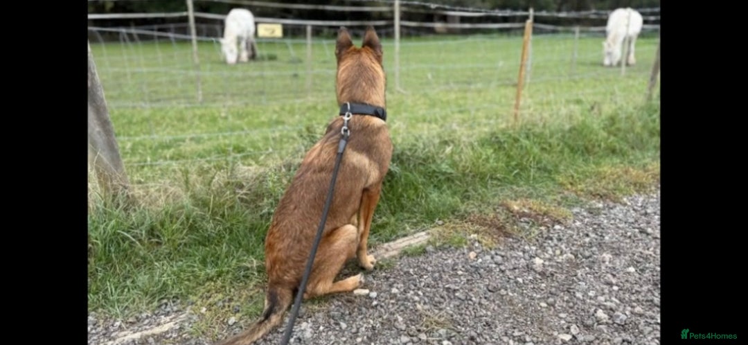 Belgian Shepherd Dog dogs for sale: Playful 7-Month-Old Belgian Malinois Puppy - Image 3
