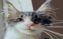 Maine Coon cats for sale: Pedigree Maine Coon Kittens 🐱 fully vaccinated  - Image 4
