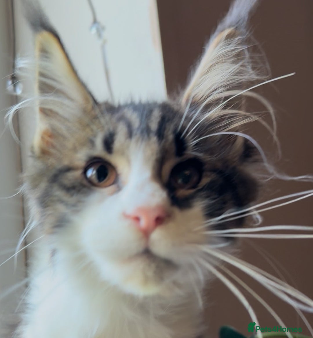Maine Coon cats for sale: Pedigree Maine Coon Kittens 🐱 fully vaccinated  - Image 4