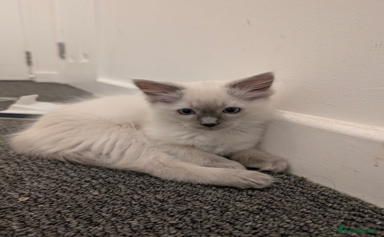 Ragdoll cats - Advert 12