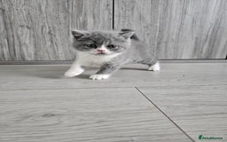 British Shorthair cats for sale: British shorthair x Scottish fold - Image 5