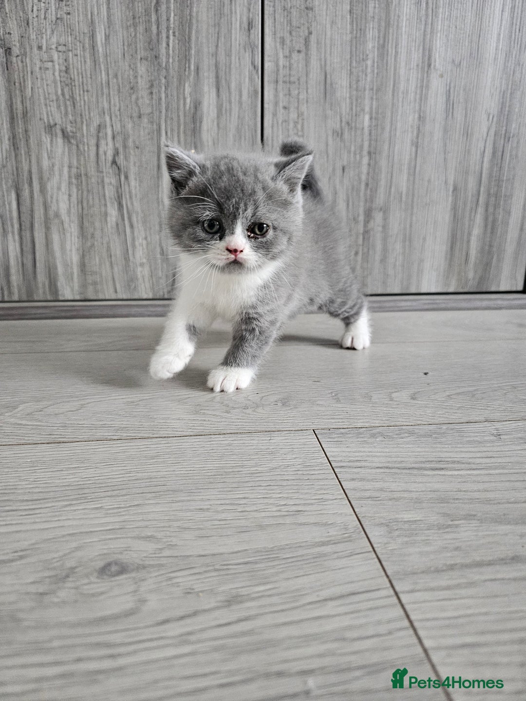 British Shorthair cats for sale: British shorthair x Scottish fold - Image 5