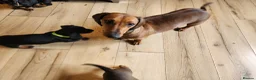 Dachshund dogs for sale: Male Dachshund Puppy - Advert 4