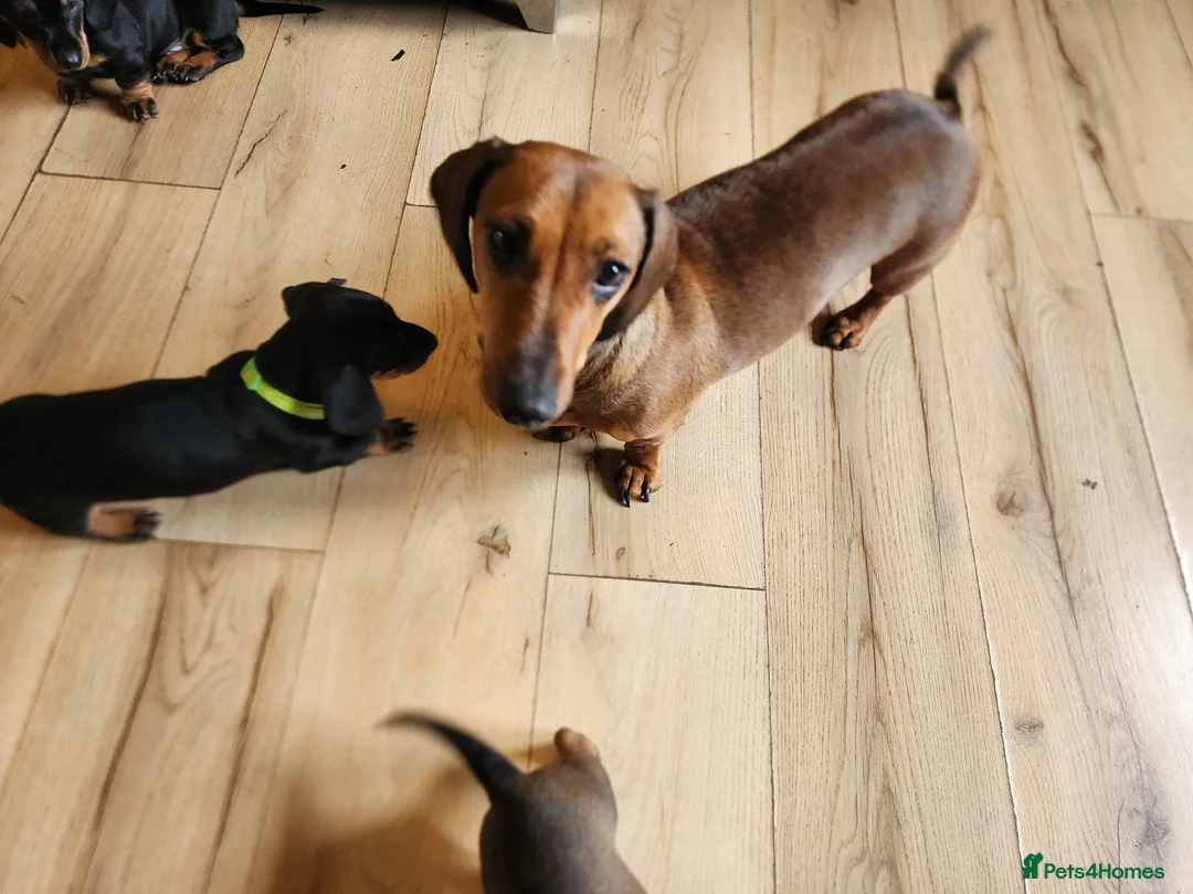 Dachshund dogs for sale: Male Dachshund Puppy - Advert 4