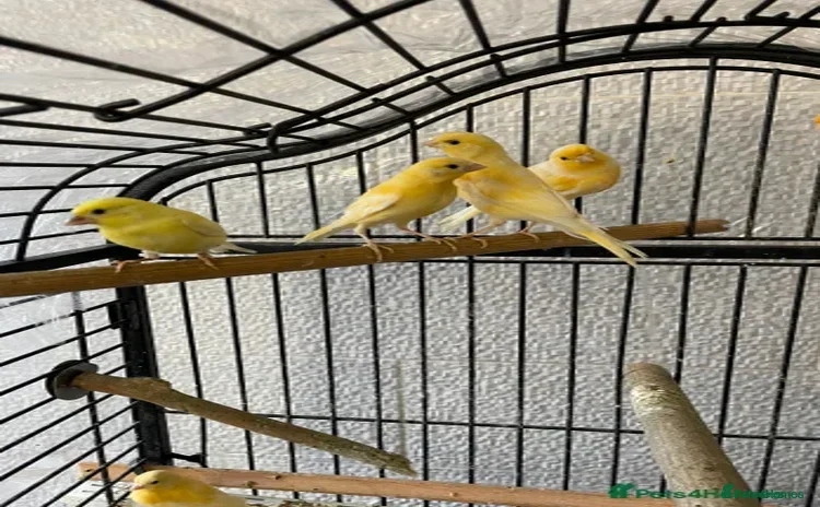 Canaries birds - Advert 14