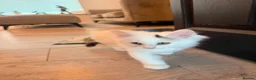 Mixed Breed cats for sale: X2 kittens available 8 weeks old long hair white  - Advert 10