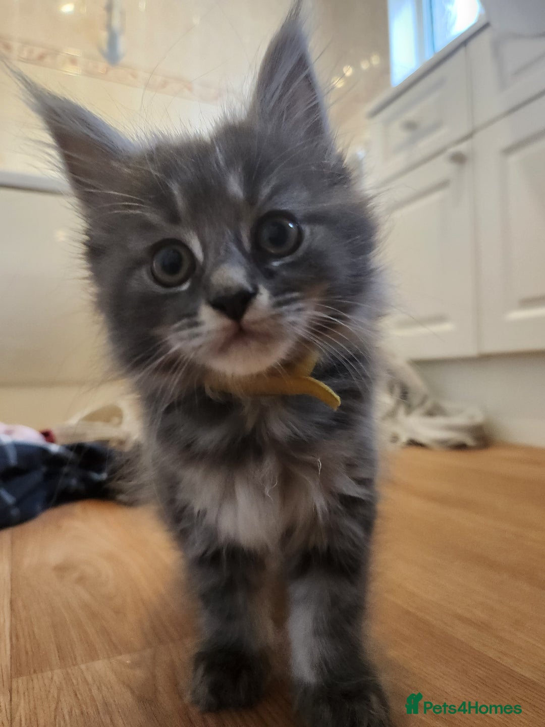 Maine Coon cats for sale: 2 male maine coon kittens - Image 4