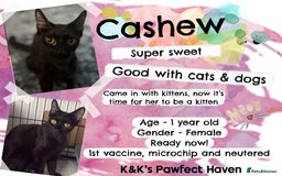 Domestic Shorthair cats for sale: Kittens and cats for adoption.  - Image 17