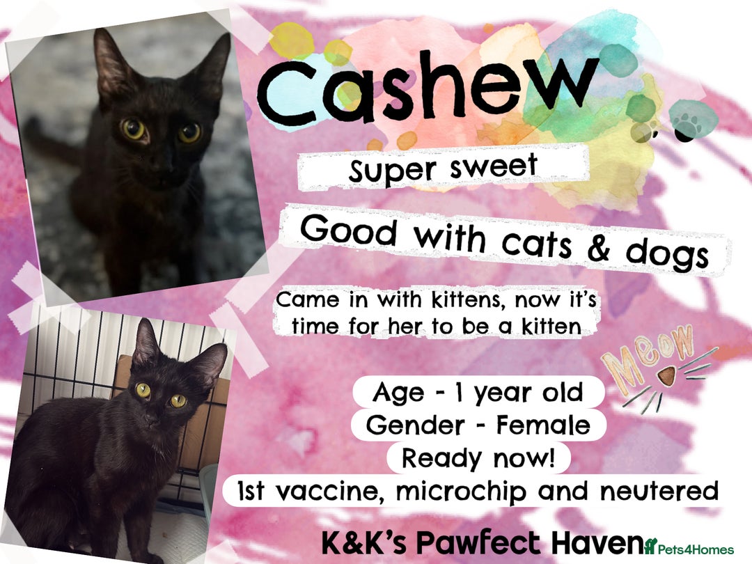 Domestic Shorthair cats for sale: Kittens and cats for adoption.  - Image 17