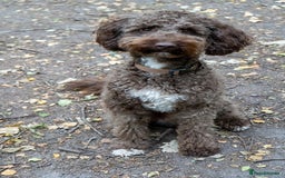 Miniature Poodle dogs for stud: MOYEN POODLE CROSS - IDEAL FOR DOODLE PUPPIES - Advert 4