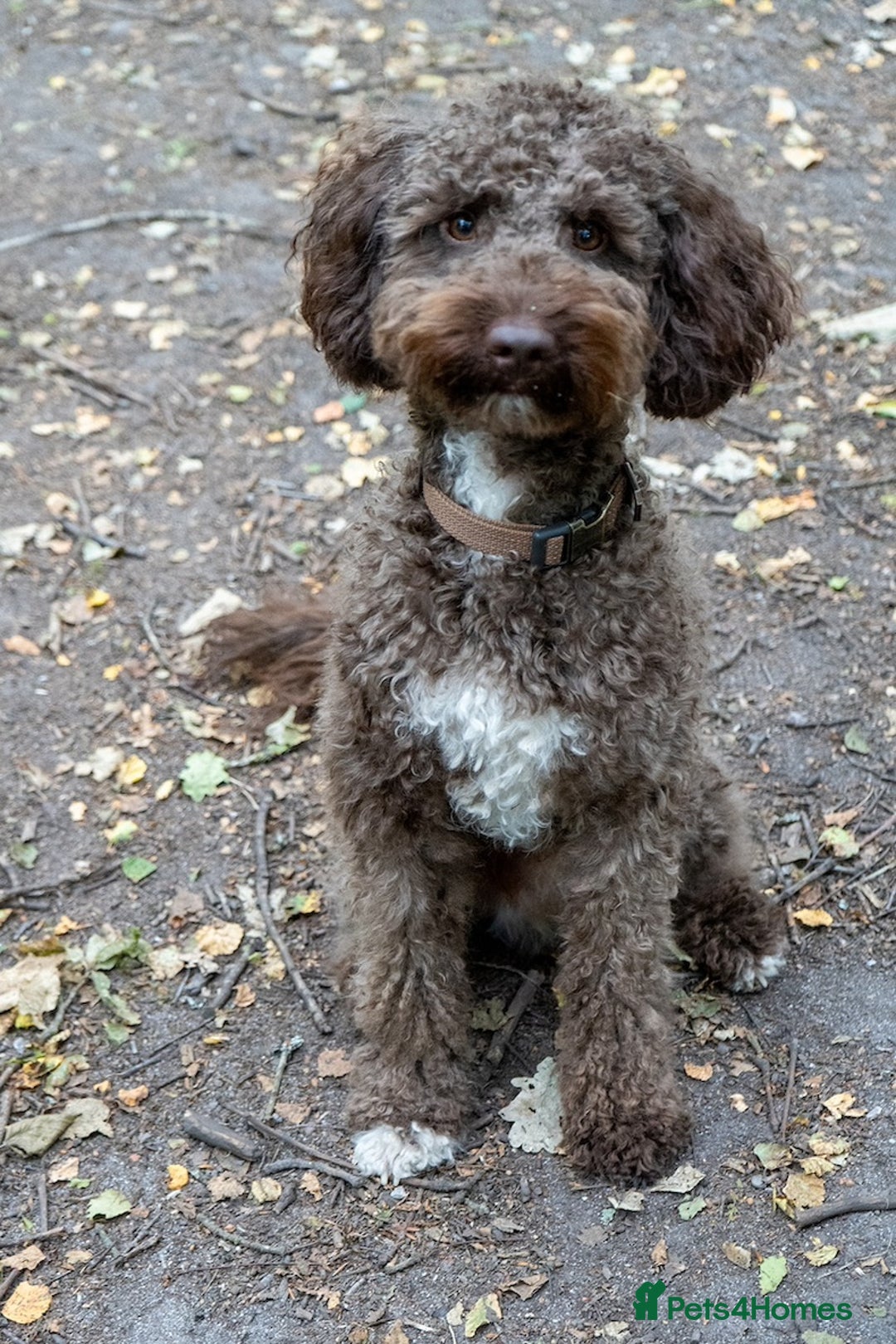 Miniature Poodle dogs for stud: MOYEN POODLE CROSS - IDEAL FOR DOODLE PUPPIES - Advert 4