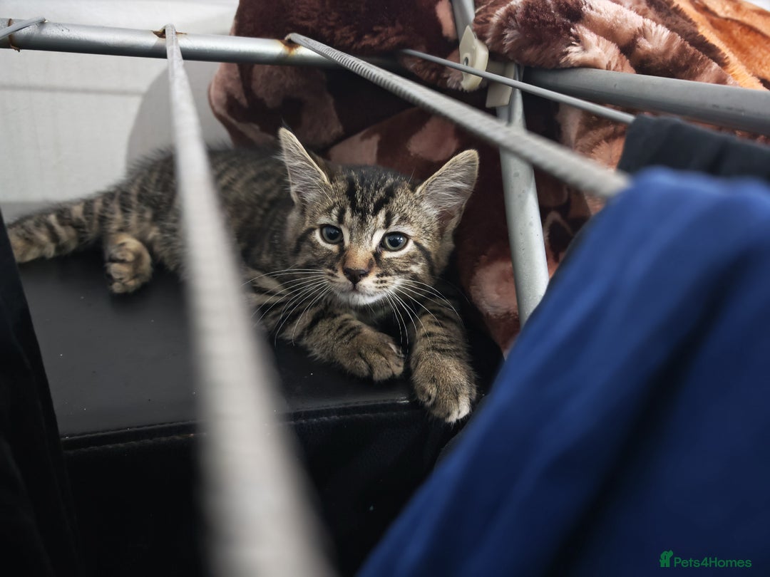 Domestic Shorthair cats for sale: Little Tigger and Two Black Panthers - Advert 3