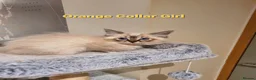 Ragdoll cats for sale: Stunning GCCF Registered Ragdoll Kittens. - Advert 18