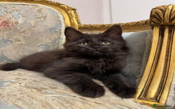 Maine Coon cats for sale: Maine Coon Kittens with Elite Heritage 🌟🌟🌟🌟🌟 - Image 25