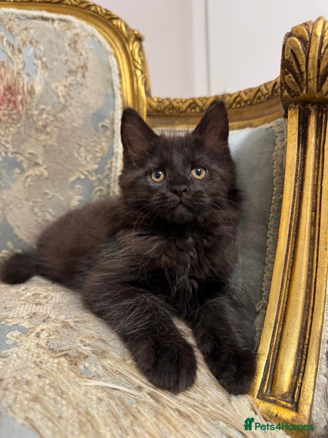 Maine Coon cats for sale: Maine Coon Kittens with Elite Heritage 🌟🌟🌟🌟🌟 - Image 25