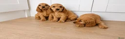 Cocker Spaniel dogs for sale: 3 cocker spaniel puppies  in Kilmarnock - Advert 4