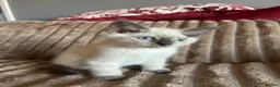 Norwegian Forest Cat cats for sale: Norwegian forest kittens  - Advert 5