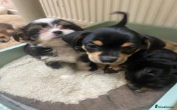 Mixed Breed dogs for sale: Ready to collect  - Advert 8