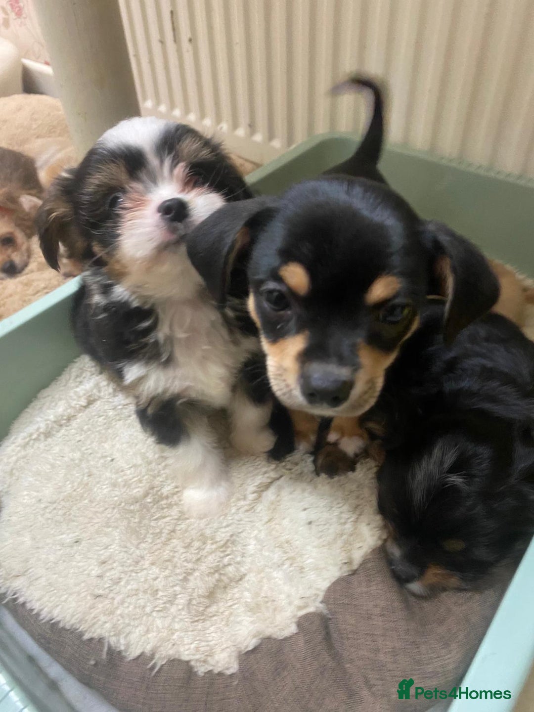 Mixed Breed dogs for sale: Ready to collect  - Advert 8