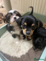 Mixed Breed dogs Ready to collect - Advert 2