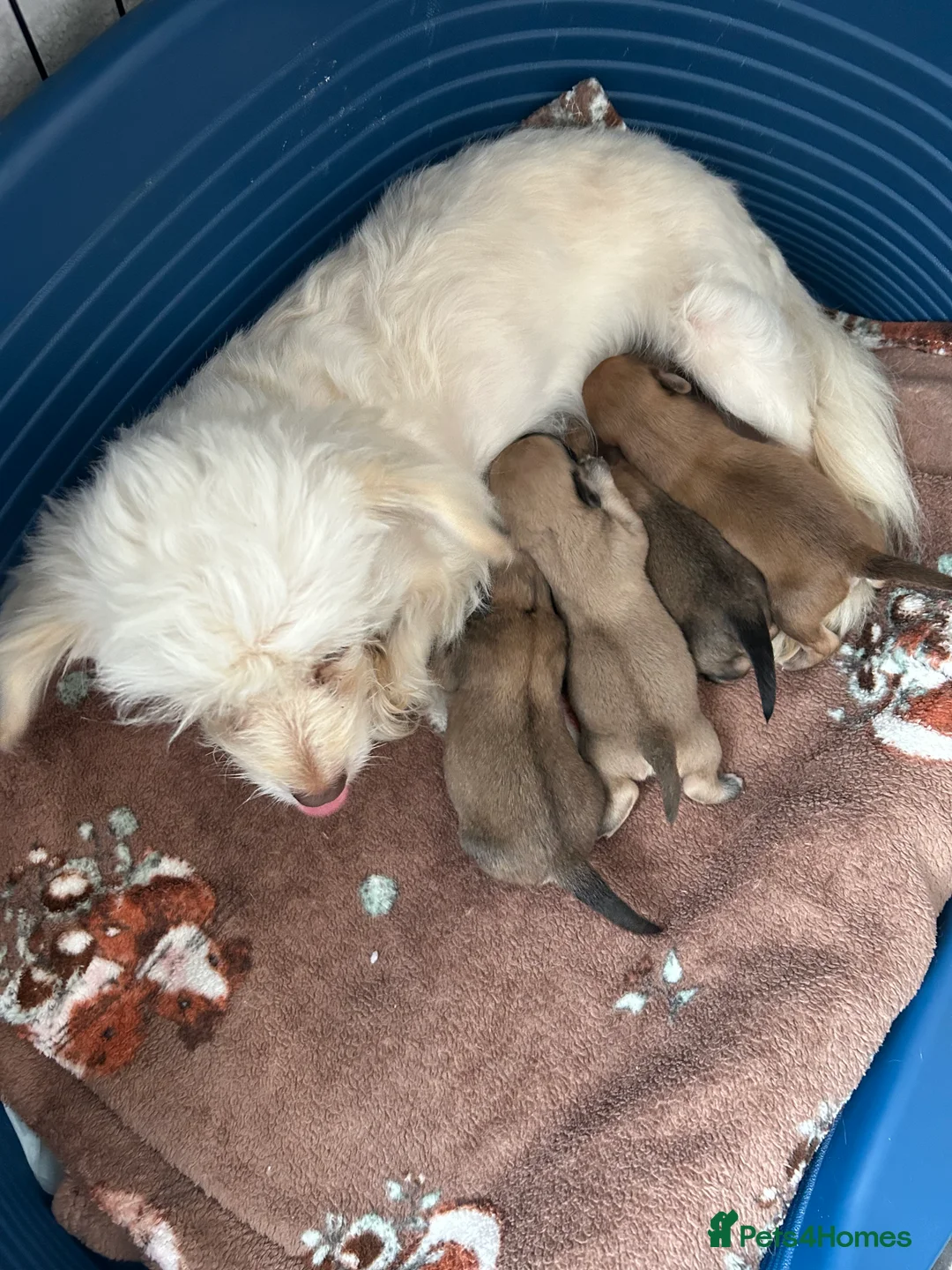 Chipoo dogs for sale: Female chihuahua  - Advert 3