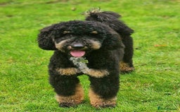 Miniature Poodle dogs for stud: KC Registered Miniature Poodle in Wrexham - Image 4