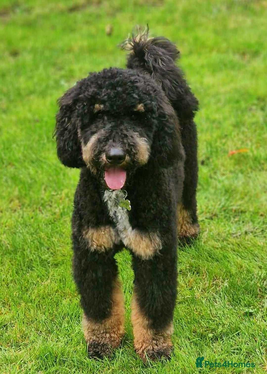 Miniature Poodle dogs for stud: KC Registered Miniature Poodle in Wrexham - Image 4
