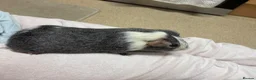 Guinea Pig rodents for sale: Male Guinea pig  in Northampton - Advert 3