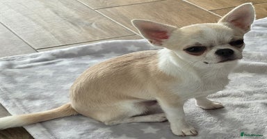 Chihuahua dogs - Advert 1
