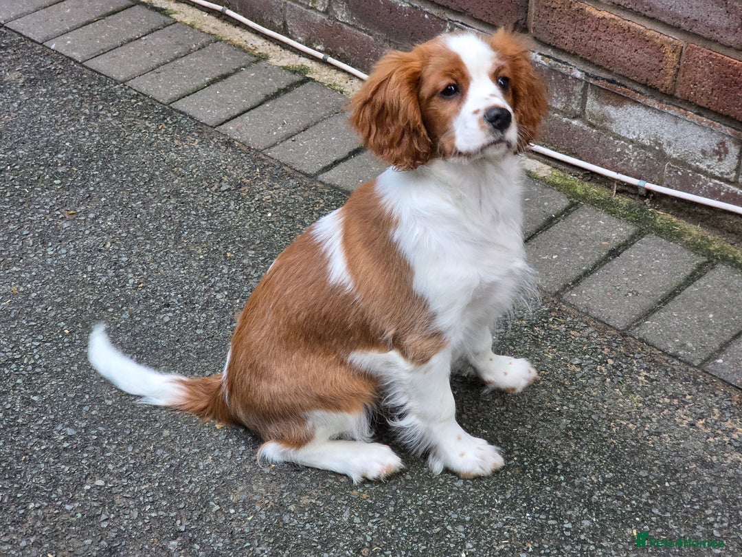 Cavalier King Charles Spaniel dogs for sale: KC Reg Cavalier King Charles pups Fully Vaccinated - Advert 20