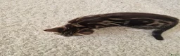Mixed Breed cats for sale: Mixed breed kittens for sale - Advert 4