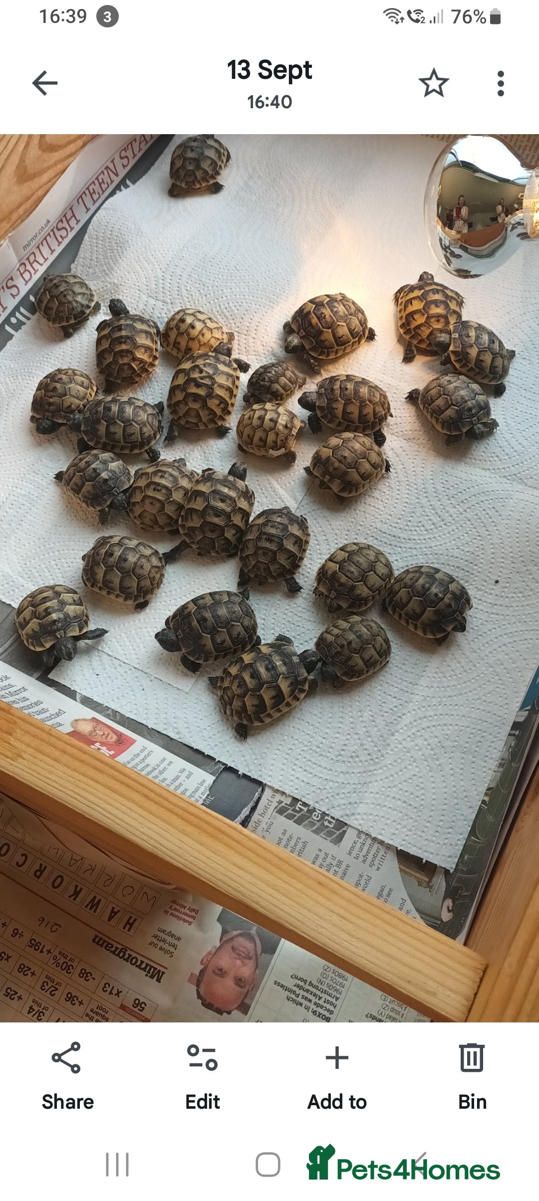 Tortoise reptiles Hatchlings Tortoise - Advert 8