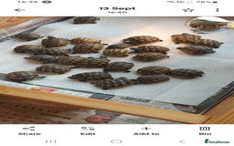 Tortoise reptiles for sale: Hatchlings Tortoise - Image 1