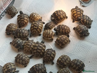 Tortoise reptiles for sale - Advert 1