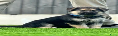 German Shepherd 3