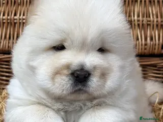 Chow Chow dogs Chow chow male high quality - Advert 2