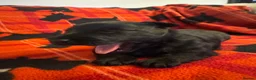 Scottish Terrier dogs for sale: Stunning Pedigree Scottish Terrier Puppies  - Advert 6