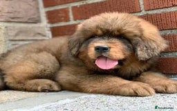Tibetan Mastiff dogs for sale:  Beautiful Tibetan Mastiff puppies available - Image 3
