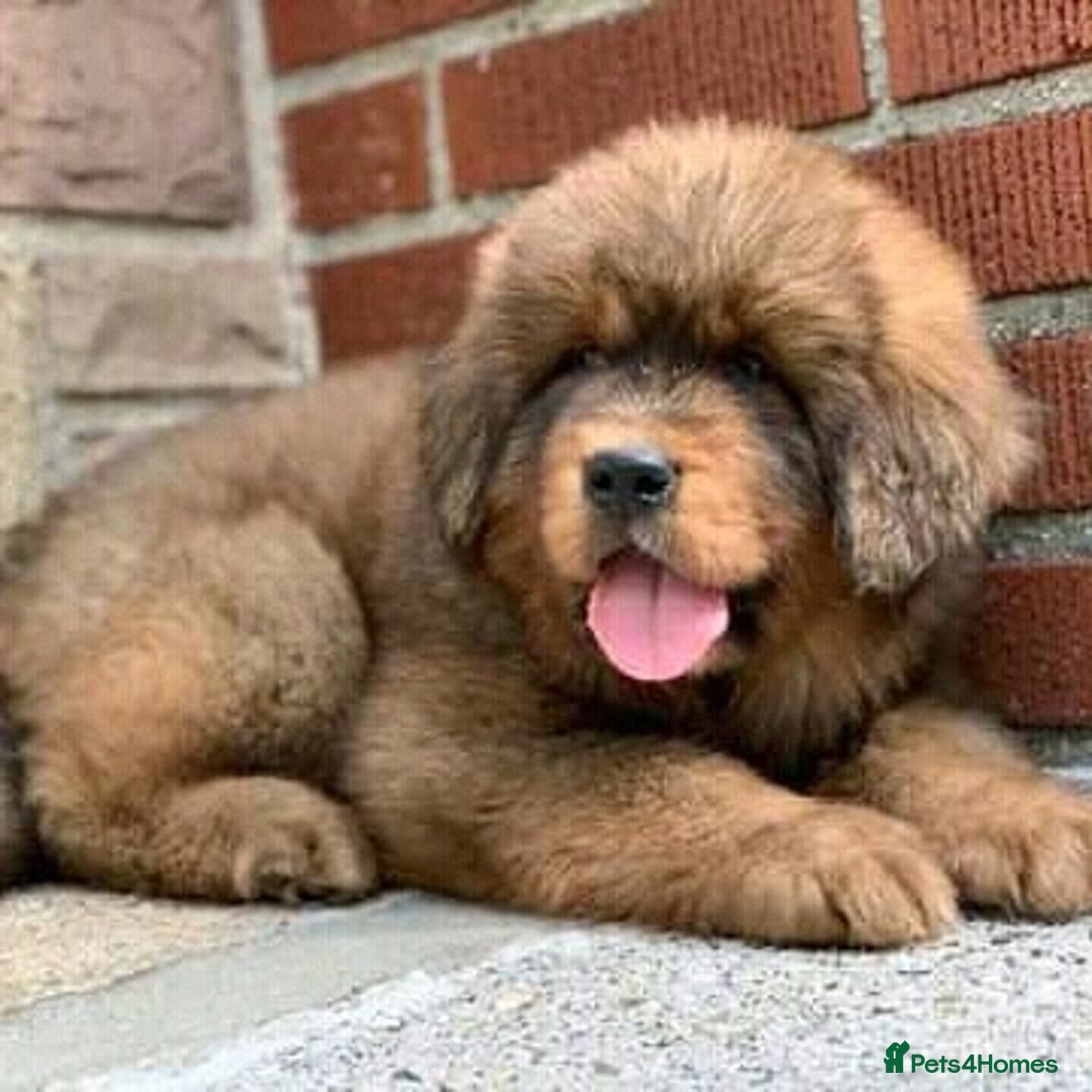 Tibetan Mastiff dogs for sale:  Beautiful Tibetan Mastiff puppies available - Image 3