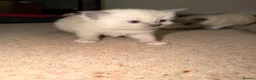 Ragdoll cats for sale: Pure ragdoll kittens  in Bristol - Advert 11