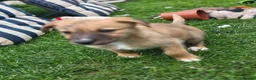 Lurcher dogs for sale: Lurcher  - Advert 13