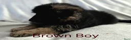 German Shepherd dogs for sale: Gorgeous German Shepherd Puppies For Sale - Advert 25