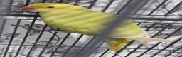 Parrots birds for sale: Beautiful baby ringneck talking parrot  - Advert 4