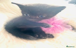 Mixed Breed cats for sale: All Black tiger stripes kittens 3 girls 🩷 - Image 6