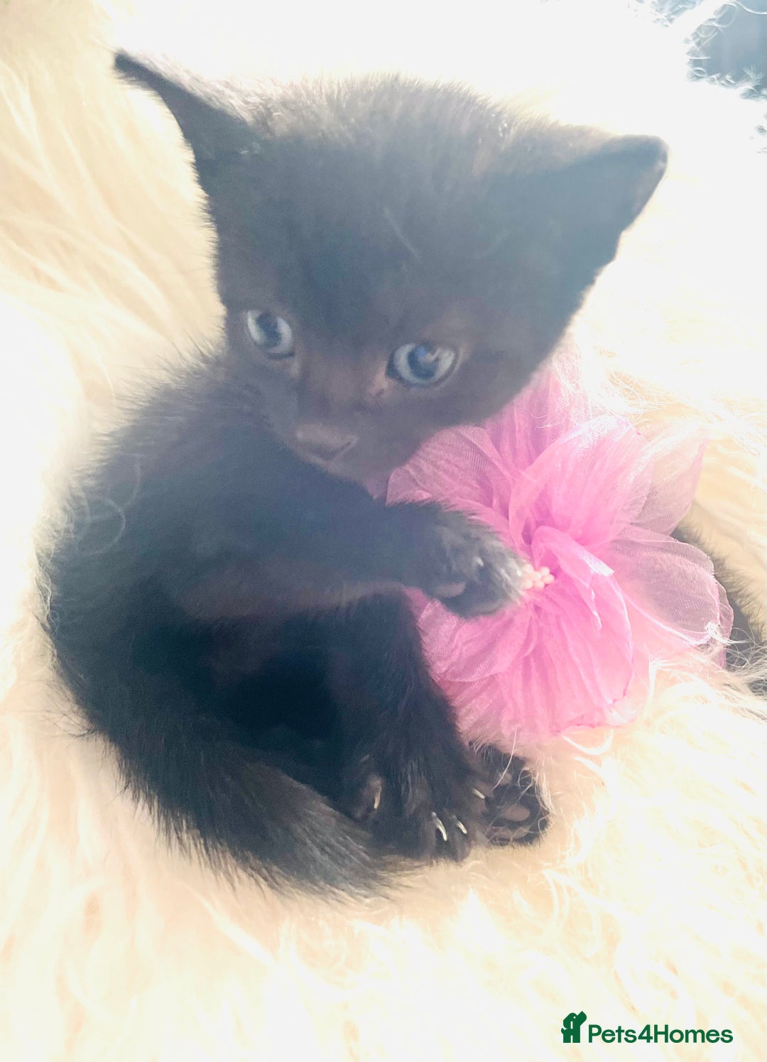 Mixed Breed cats for sale: All Black tiger stripes kittens 3 girls 🩷 - Image 6
